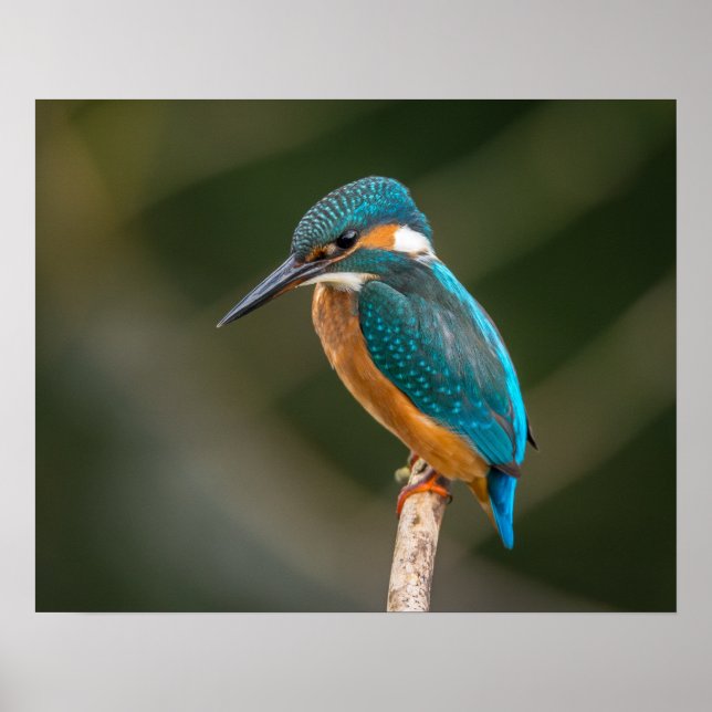 Pôster KIngfisher (Frente)