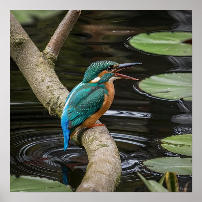 Poster Kingfisher Bird (Frente)