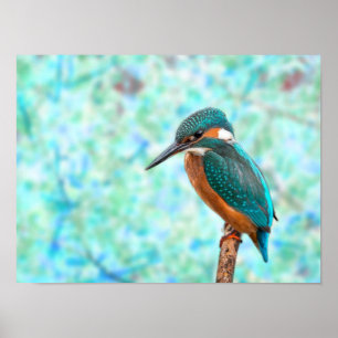 Poster Kingfisher Bird Abstrato