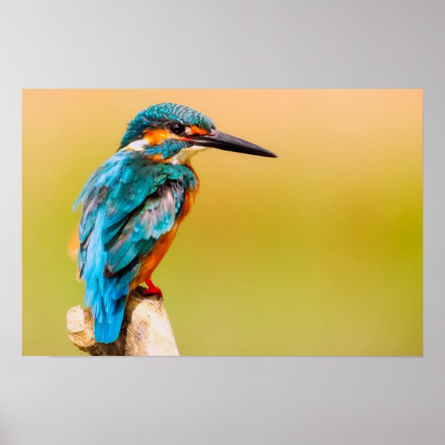 Poster Kingfisher Bird Wildlife Closeup Fotografia (Frente)