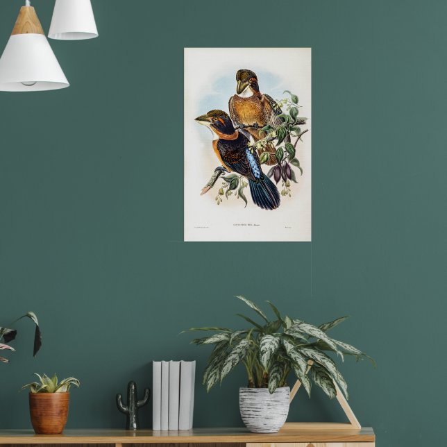 Poster Kingfisher de bico punhado por John Gould (Sala de Estar 1)