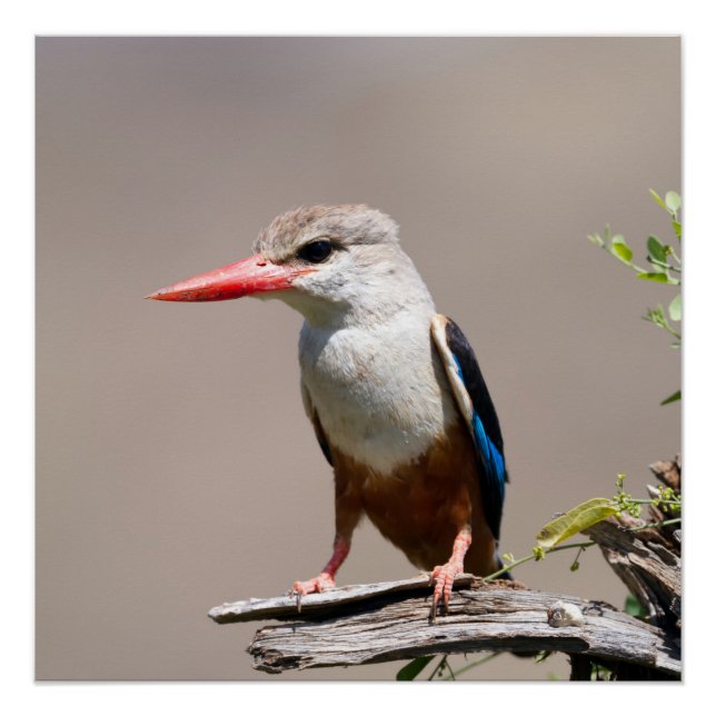 Pôster Kingfisher De Cabeça De cinza (Frente)