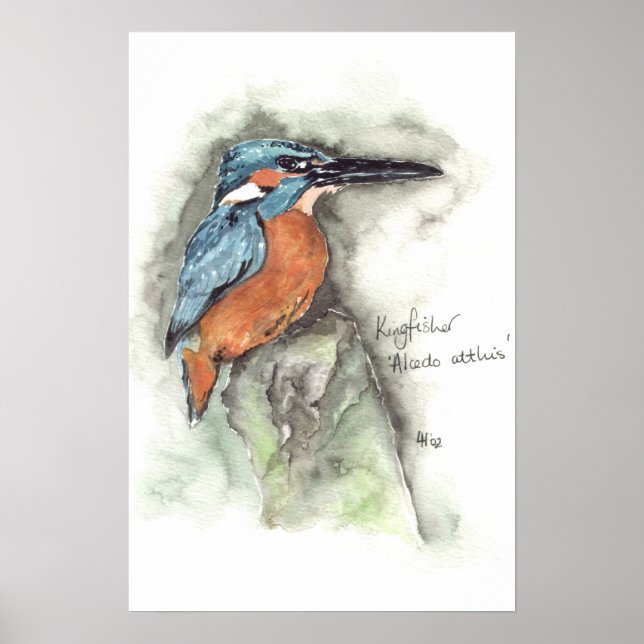 Pôster Kingfisher em aquarela (Frente)
