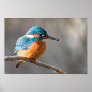 Poster Kingfisher Nature Photo