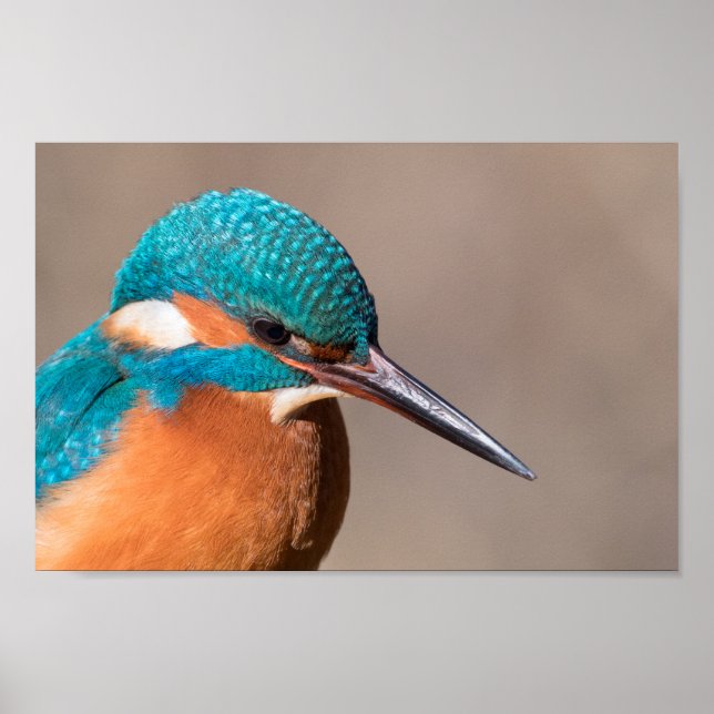 Poster Kingfisher Nature Photo (Frente)
