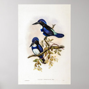 Poster Kingfisher Negro e Azul por John Gould