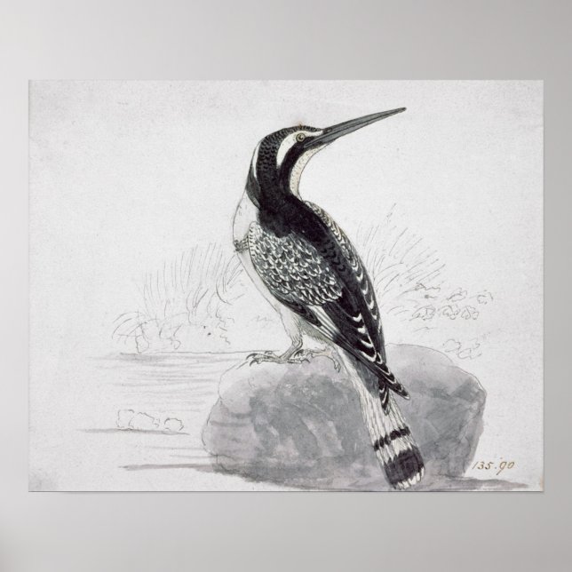 Pôster Kingfisher Preto e Branco (Frente)