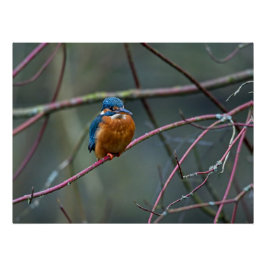 Pôster Kingfisher sentado num galho