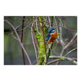 Pôster Kingfisher sentou-se num pequeno galho