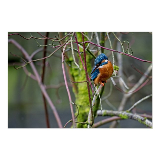 Pôster Kingfisher sentou-se num pequeno galho (Frente)