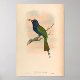 Poster Kingfisher Vintage Bird Meropogon Forsteni