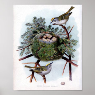 Pôster Kinglet coroado ouro