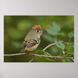 Pôster Kinglet Rubi-coroado homem, calendula do Regulus