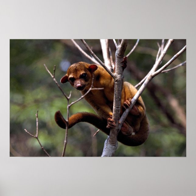 Pôster Kinkajou (Potos flavus) (Frente)