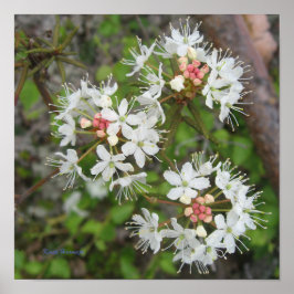 Poster Kirsti Harmaja