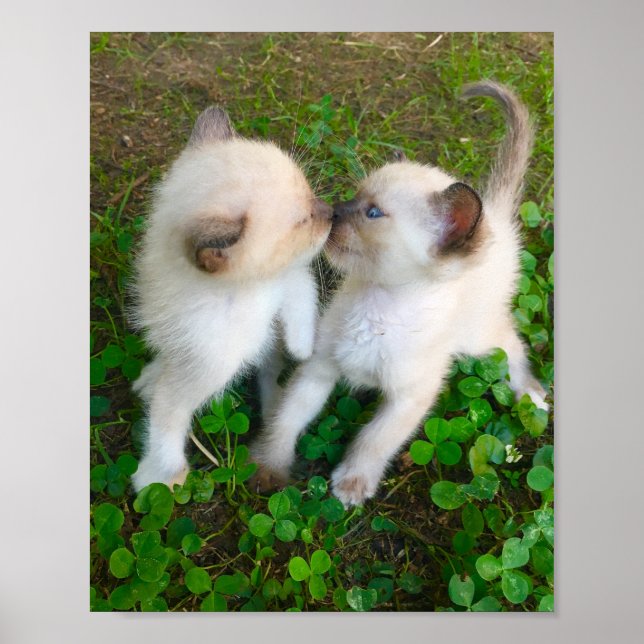 Poster kissing kittens (Frente)