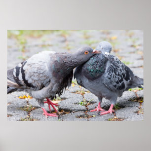 Pôster Kissing pigeons