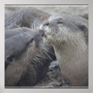 Pôster Kissing River Otters