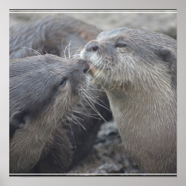 Pôster Kissing River Otters (Frente)