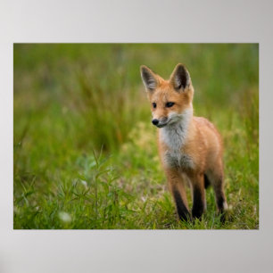 Poster Kit De Raposa Vermelha No Prado Cinzento