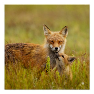 Pôster Kit de Raposa Vermelha olhando para Momma Vixen