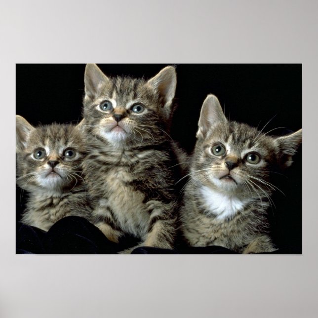 Pôster Kit Kat Club (Frente)