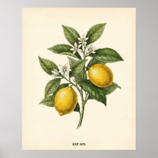 Poster Kit Personalizado de Limão Botânico Vintage para C