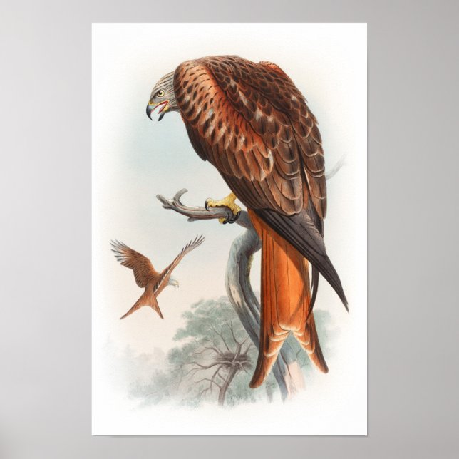 Poster Kite Glead Hawk John Gould Aves da Grã-Bretanha Ex (Frente)