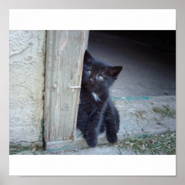 Poster Kitten (Frente)