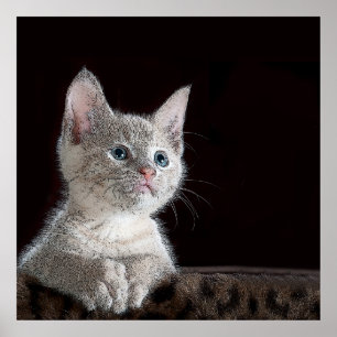 Poster Kitten