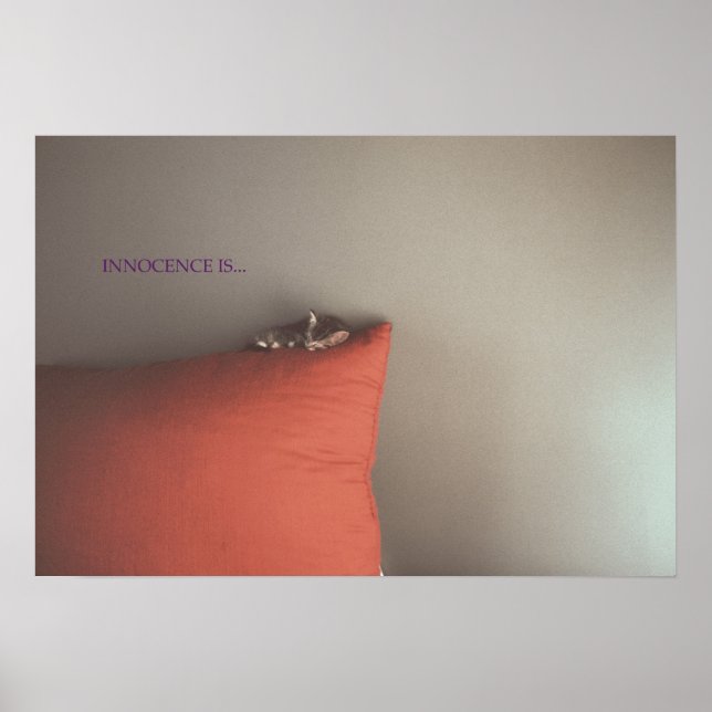 Poster Kitten At Peace (Frente)