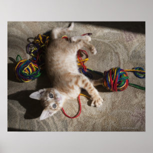 Poster Kitten Brincando Com Yarn