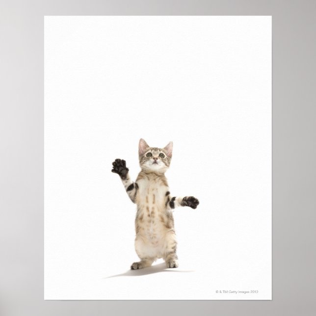 Poster Kitten com fundo branco (Frente)