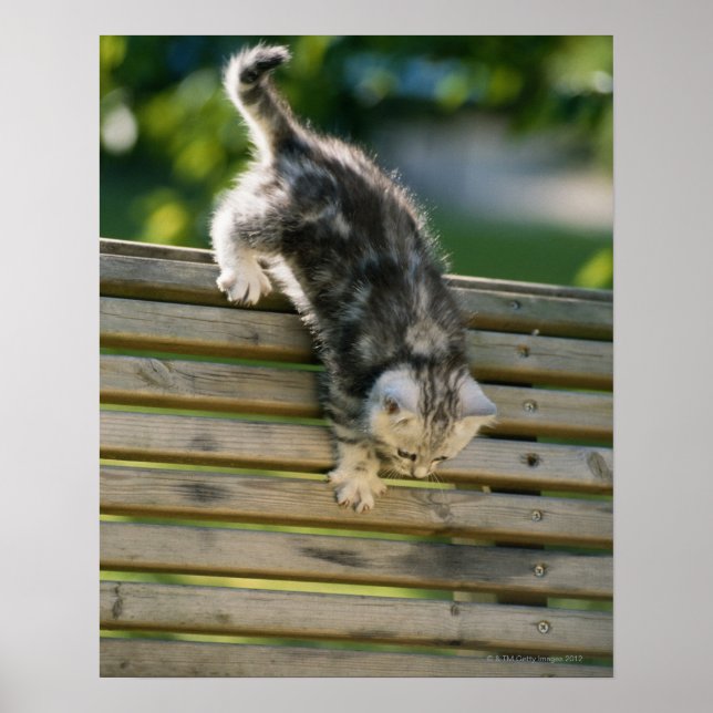 Poster Kitten descendo no banco (Frente)