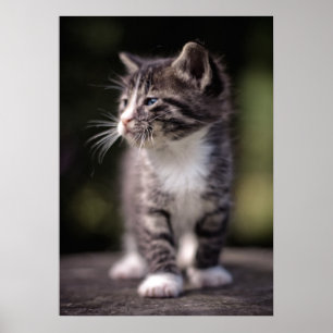 Poster Kitten em pé
