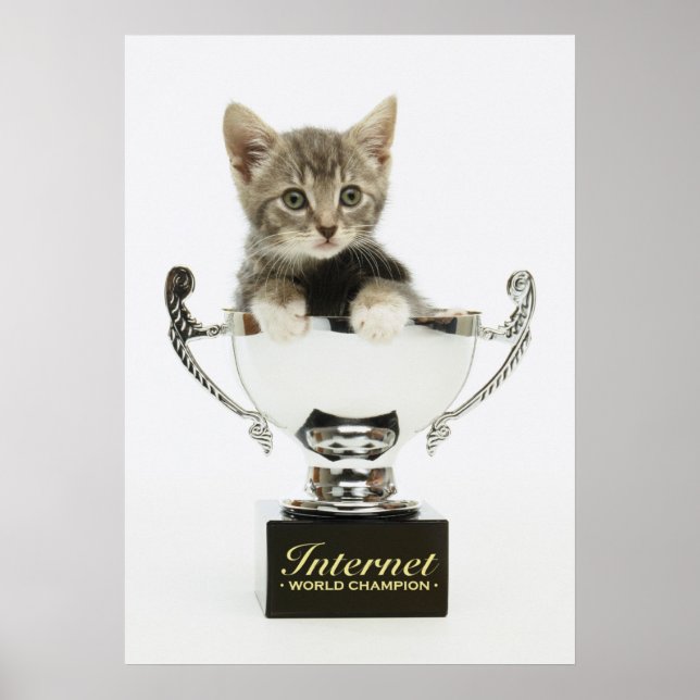 Poster Kitten em um troféu (Frente)