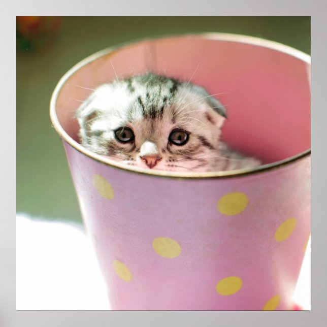 Pôster Kitten Hiding (Frente)