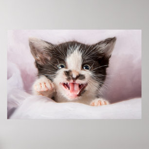 Poster Kitten Irritado com Efeito de Tinta do Óleo