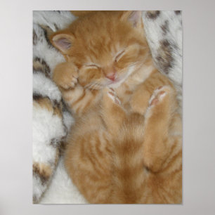 Poster Kitten Love