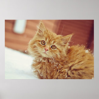 Pôster Kitten na neve