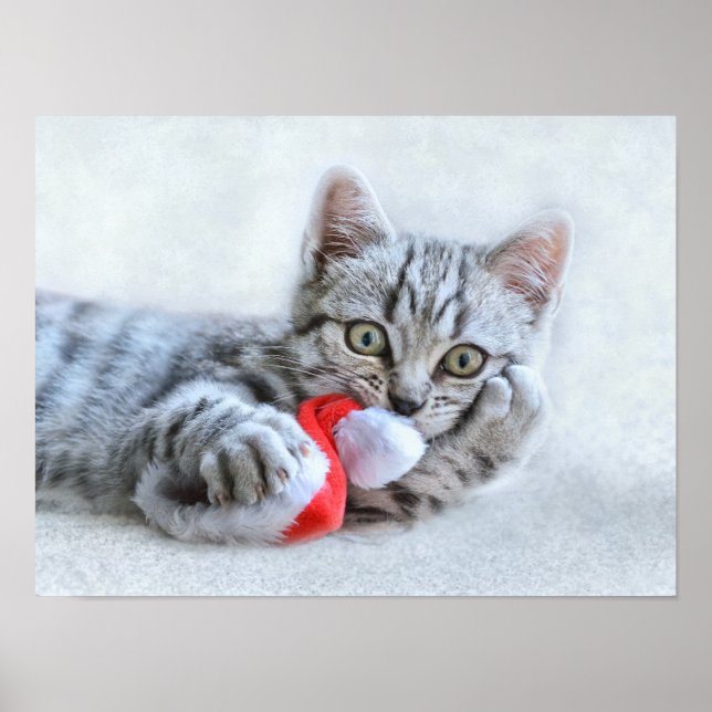 Poster Kitten Natal (Frente)