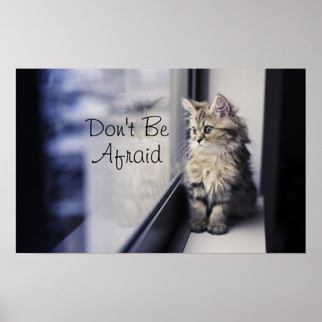 Poster Kitten Olhando Para A Janela (Frente)