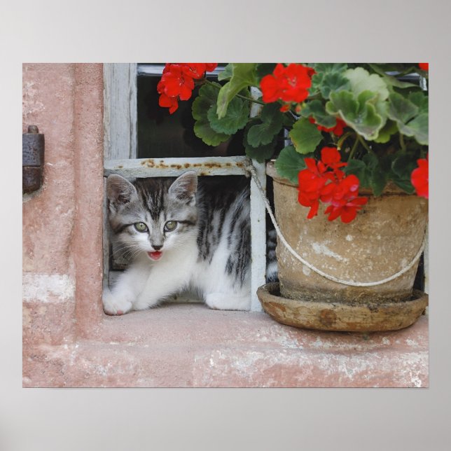 Poster Kitten Olhando Para A Janela (Frente)