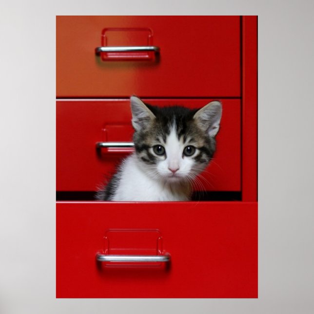 Pôster Kitten Peeking (Frente)