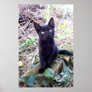 Poster Kitten Preto