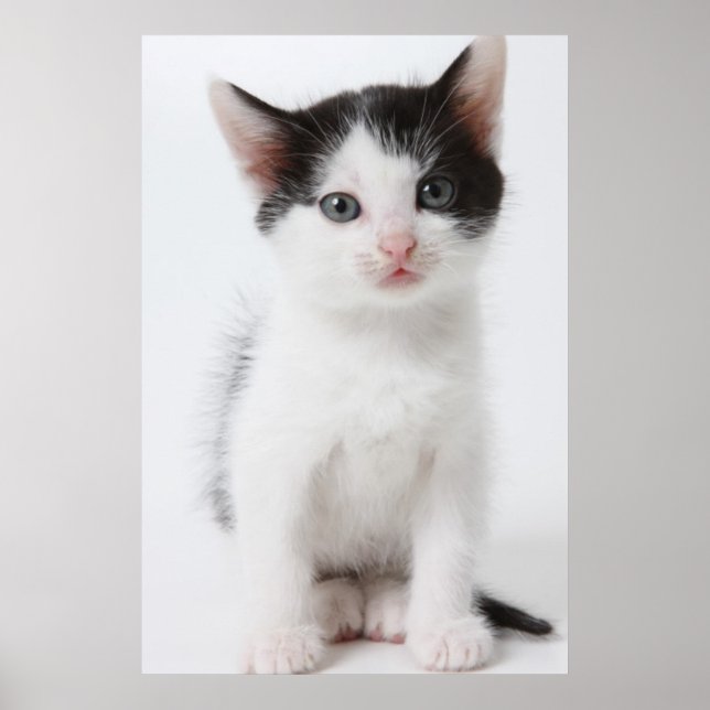 Poster Kitten Preto (Frente)
