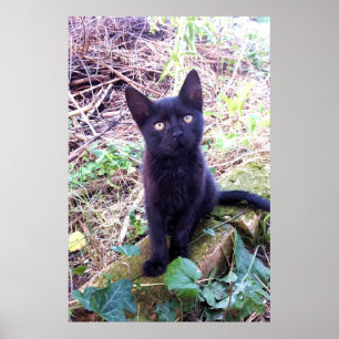 Poster Kitten Preto