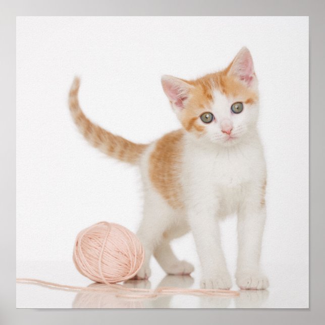 Poster Kitten Próximo A Bola De Corda (Frente)