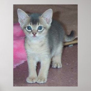 Pôster Kitten Seis Semanas