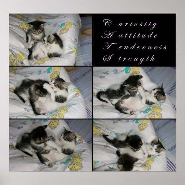 Pôster Kittens at Play (Frente)